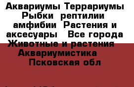 Аквариумы.Террариумы.Рыбки, рептилии, амфибии. Растения и аксесуары - Все города Животные и растения » Аквариумистика   . Псковская обл.